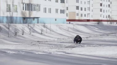 Adam kışın halıyı temizleyip süpürmek için döver. Garip bir Rus geleneği ya da geleneği. Toz ve kiri temizlemek için halıyı sallıyoruz.