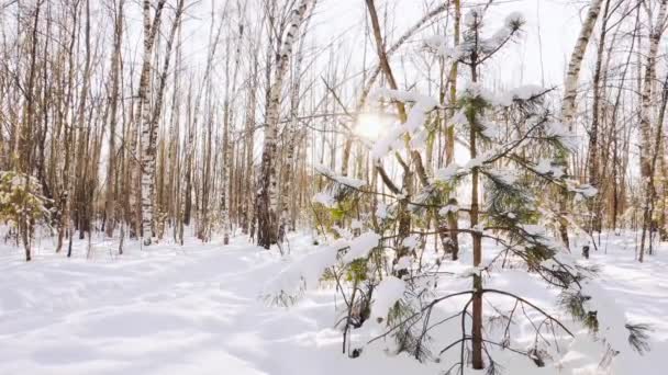 El árbol de Navidad cubierto de nieve en el bosque de invierno en las luces de un sol. Hermoso paisaje. Abedules rusos. Concepto de inicio de fiestas y celebraciones . — Vídeos de Stock