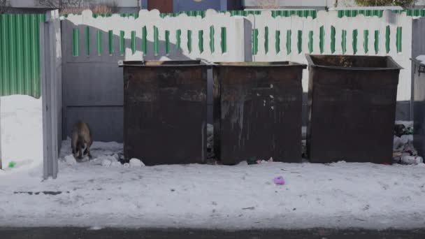 Perro sin hogar corre cerca de la papelera de reciclaje público para la basura o la basura en invierno en la zona residencial. Cubo de basura sucio de metal oxidado. Eliminación de residuos domésticos — Vídeo de stock