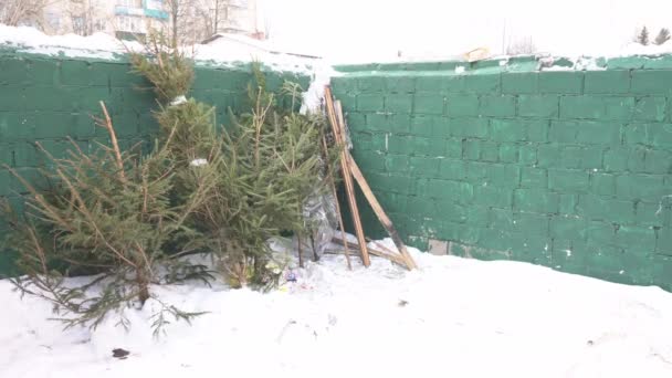 Старые елки лежат в мусоре, концепция завершения Нового года и Рождества, копировальная площадка — стоковое видео