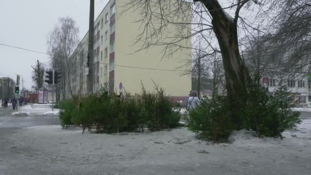 Mercato del bazar della città per la vendita di alberi di Natale per il nuovo anno a BOBRUISK, BELARUS 12.30.18. La gente guarda, sceglie e compra un abete vivo naturale nel centro della città. Feste e celebrazioni — Video Stock