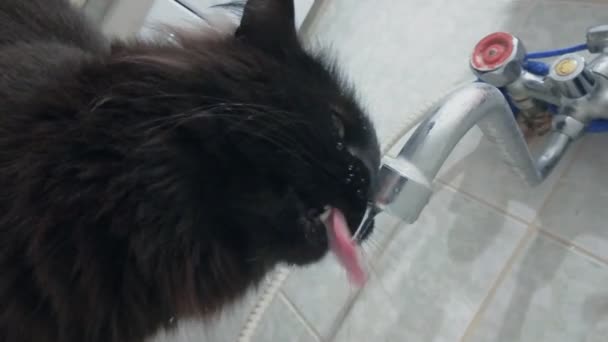 Le chat domestique noir boit et ramasse l'eau d'un robinet dans la salle de bain, gros plan. Actions drôles d'animaux domestiques. angle néerlandais tir à la main 