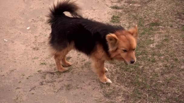 Guter brauner Mischlingshund bellt in der Natur, Hintergrund, Tier — Stockvideo