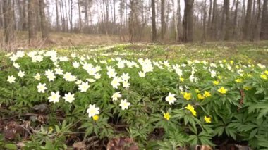 Güzel bahar çiçekleri Ormanda yetişen Anemone doğada, arka planda