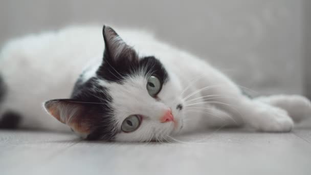 White black domestic cat lies down on floor, looks at camera, moves its ears, then abruptly gets up and leaves. Pupils are enlarged, dilates and increases. Funny pet. Low angle shot from below — Stock Video