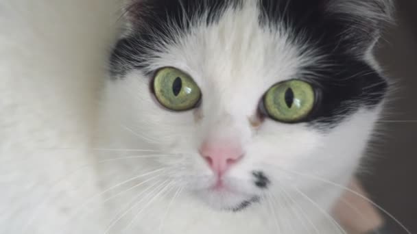 Blanc chat domestique noir s'allonge sur la table, regarde la caméra. Drôle d'animal. Plan rapproché à angle bas d'en bas 