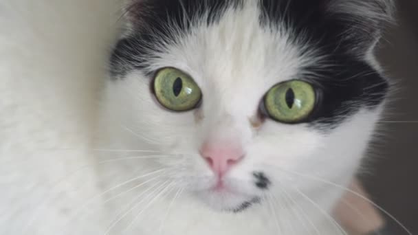 Bianco gatto domestico nero si sdraia sul tavolo, guarda la fotocamera. Che simpatico animaletto. Basso angolo primo piano colpo dal basso — Video Stock