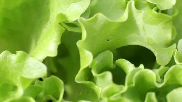 Natuurlijke verse groene sla groeit op een tuinbed, achtergrond. Vers en gezond vegetarisch voedsel — Stockvideo