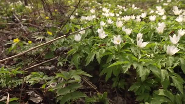 Прекрасные весенние цветы Anemone, которые растут в лесу на природе, фон — стоковое видео