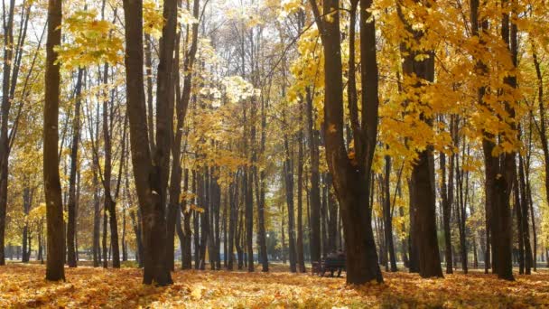 Sonbahar yaprağı güneşli bir günde parka düşer. Sarı yapraklar ağaç çemberinden ve rüzgardan, arka plandan düşer. — Stok video