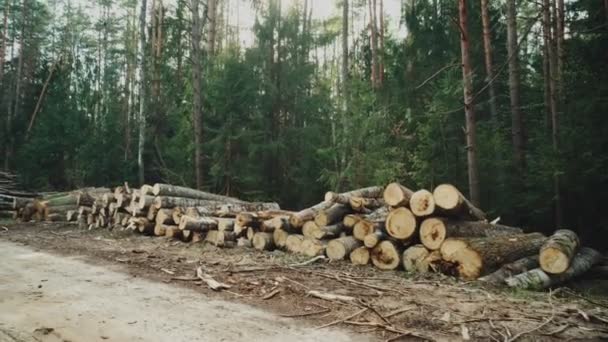 Багато порізаних дерев лежить в лісі біля дороги. Красивий густий ліс, деревина, фон — стокове відео