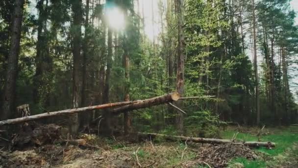 Piękny mieszany, gęsty las na tle słonecznego nieba. Dzika przyroda zdmuchnięta przez drzewa, przestrzeń kopiująca — Wideo stockowe