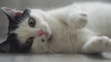 Beyaz siyah evcil kedi oynanıyor, yerde yatıyor, kameraya bakıyor, seğiriyor ve patilerini oynatıyor. Gözbebekleri büyümüş, büyümüş ve artmış. Komik bir evcil hayvan. Aşağıdan düşük açılı atış. Yakın çekim.