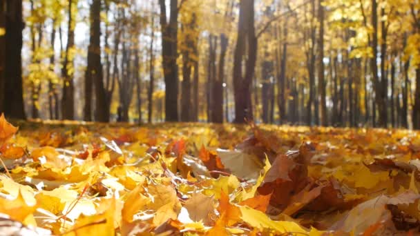 Herbst orange Herbstblätter auf dem Boden. Herbst schöner Blattfall, Zeitlupe — Stockvideo