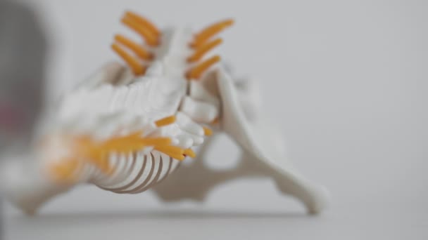 白い背景に子宮頸椎と胸部脊椎。子宮頸椎の椎間ヘルニア,線維性リングの破裂.オステオコンドロシス、コピースペース — ストック動画
