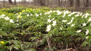 Güzel bahar çiçekleri Ormanda yetişen Anemone doğada, arka planda