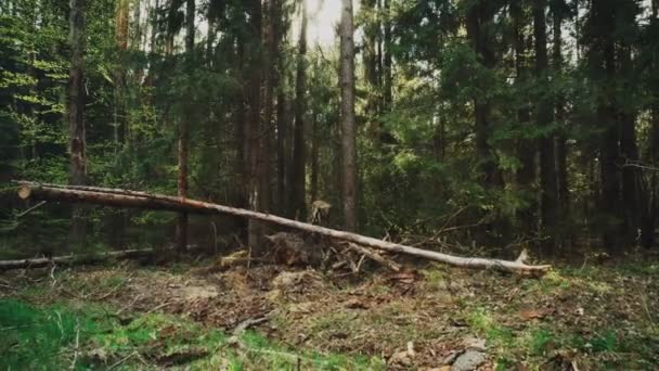 Vacker blandad, tät skog på en bakgrund av den soliga himlen. Djurliv, kopiera utrymme — Stockvideo