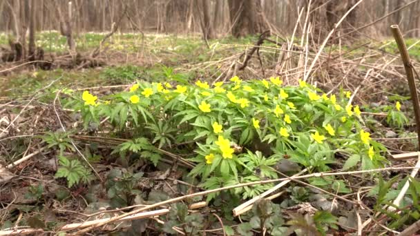 Vackra vårblommor Anemon som vÃ ¤xer i skogen pÃ ¥naturen, bakgrund — Stockvideo