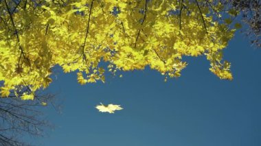 Sarı akçaağaç yaprağı, güneşli mavi gökyüzünün arka planında bir akçaağaçtan düşer, yavaş çekim, kopyalama alanı