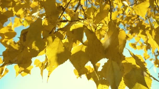 Жовте осіннє листя берези на тлі блакитного неба і сонця, крупним планом, повільний рух, осінь — стокове відео