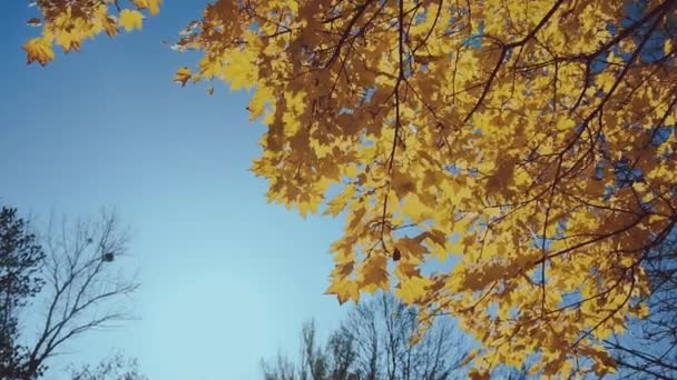 Hojas naranjas secas de un arce sobre un fondo de cielo azul, hermosa naturaleza otoñal, cámara lenta, espacio para copiar — Vídeos de Stock