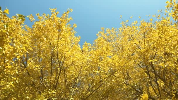 Tomber. Les feuilles jaunes tombent des cimes des arbres au ralenti en automne. Concept de fin d'été. Belle nature. Plan à angle bas, vue du bas vers le ciel — Video