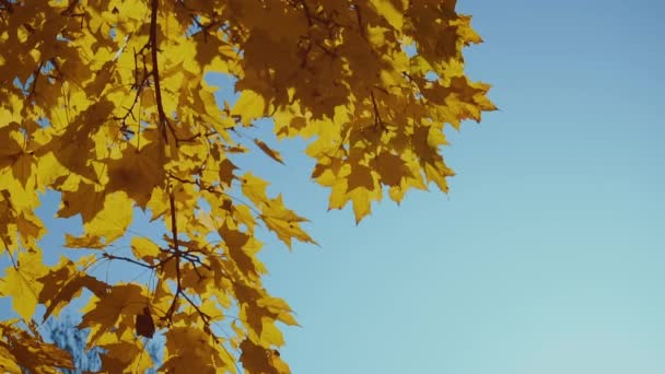 Крупним планом знімок апельсинового кленового листя на осінньому дереві. Падіння. Копіювати простір. Кінець літньої концепції. Прекрасна природа. Низький кут огляду знизу в небо — стокове відео