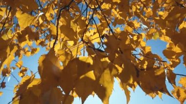 Sonbaharda portakal yapraklarının yakın çekimi. Düş! Güneş ışınları. Yaz sonu konsepti. Güzel doğa. Aşağıdan gökyüzüne düşük açı görünümü