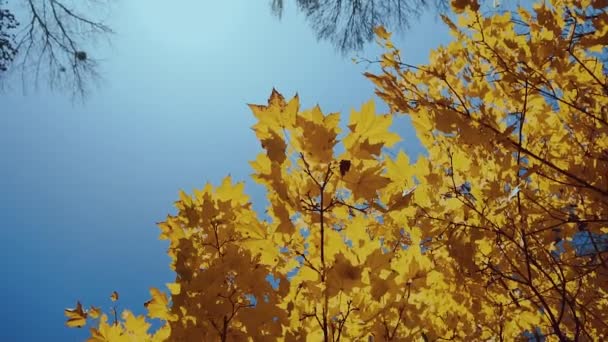 Hojas naranjas secas de un arce sobre un fondo de cielo azul, hermosa naturaleza otoñal, cámara lenta, espacio para copiar — Vídeos de Stock