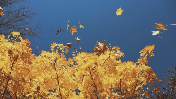 Feuilles sèches tombent d'un arbre jaune d'automne sur un fond de ciel bleu, journée ensoleillée, ralenti — Video