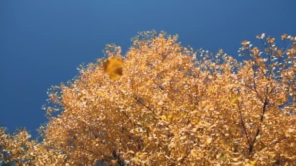 Πτώση. Πορτοκαλί φύλλα πέφτουν από την κορυφή του δέντρου στέμμα σε αργή κίνηση το φθινόπωρο. Τέλος καλοκαιρινής ιδέας. Όμορφη φύση. Χαμηλή γωνία βολής, θέα από κάτω προς τα πάνω — Αρχείο Βίντεο
