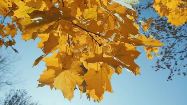 秋にはオレンジのカエデの葉がクローズアップされます。秋だ。夏のコンセプトの終わり。美しい自然。下から空への低角度ビュー — ストック動画