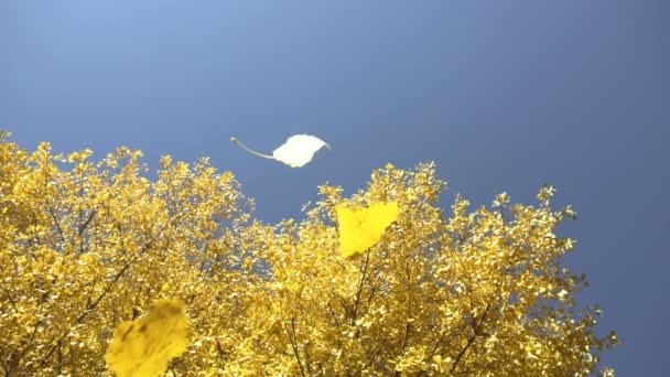 Otoño. Las hojas amarillas caen de las copas de los árboles en cámara lenta en otoño. Concepto de fin de verano. Hermosa naturaleza. Disparo de ángulo bajo, vista desde abajo hacia el cielo — Vídeos de Stock