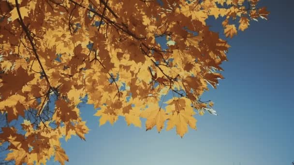 오렌지 단풍나무의 단풍나무 잎입니다. 가을. 여름 개념의 끝. 아름다운 자연. 밑부분에서 하늘까지 낮은 각도로 바라봄 — 비디오