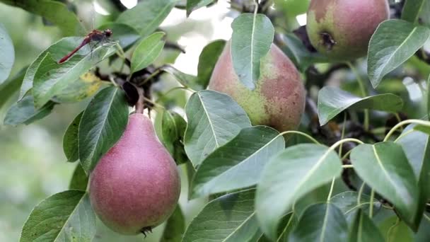 Влітку на дереві ростуть двосторонні великі груші. Смачні та соковиті фрукти, фон, органічні — стокове відео