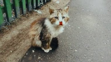 Sokakta burnu kanayan kızıl saçlı, hırpalanmış bir sokak kedisi. Hayvan zulmü kavramı
