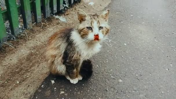 Red-haired battered street cat with a nosebleed on the street. Animal cruelty concept — Stock Video