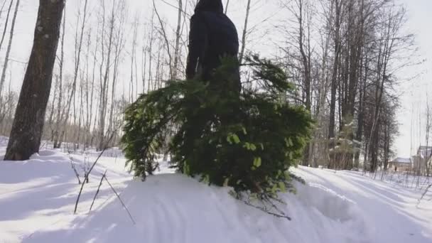 Ein Mann trägt einen Weihnachtsbaum vor dem Hintergrund der Sonne durch den Wald nach Hause. Schöne Winternatur bereitet sich auf den Jahreswechsel vor, Zeitlupe — Stockvideo