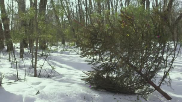 Weggegooide kerstboom in het bos op de sneeuw. Kerstmis en Nieuwjaar Ending Concept, kopieerruimte voor tekst, buiten — Stockvideo