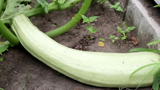 Cuketa s květinami a listy. Přírodní zelenina pěstovaná na zahradě, vegetariánská strava — Stock video