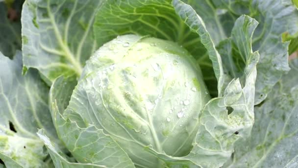 Large natural heads of cabbage grown in their own garden, vegetable. Organic healthy food, freshness — Stock Video