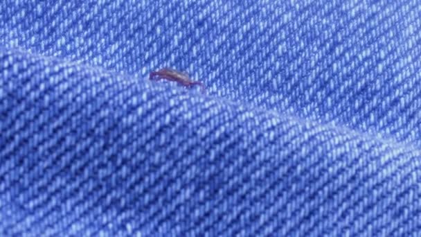 Small dangerous tick on a persons jeans, close-up, infection — Stock Video