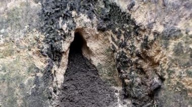 Küçük gri bir fare, bir tarla faresi, tırmanacak ve yuvasından çıkacak. Doğada yaşayan kemirgen