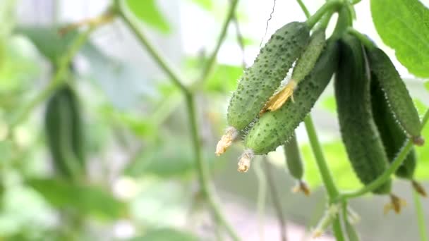 Fresh and pickled cucumbers grow in the garden on a sunny day, summer. Growing natural vegetables in the garden, copy space for text — Stock Video