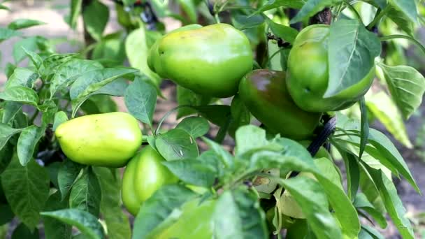 Pimienta búlgara jugosa y saludable crece en la cama del jardín. Cultivo de verduras naturales, orgánicas — Vídeo de stock