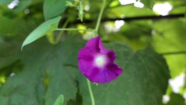 Hermosa flor de petunia púrpura creciendo en verano, fondo, jardinería — Vídeos de Stock