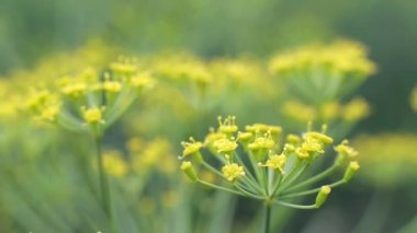 Bahçede, arka planda dereotu yetişiyor. Baharat, makro