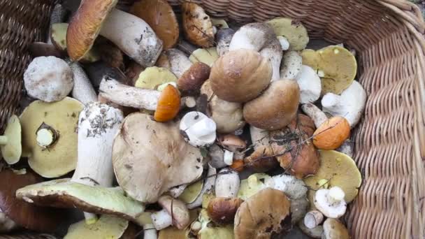 Kosár különböző gombákkal az erdőből, háttér. A szöveg másolási helye — Stock videók