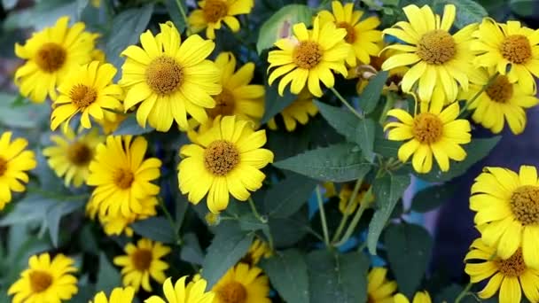 Buisson de belles fleurs jaunes dans la nature, fond — Video