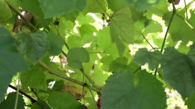 Rüzgar yeşil üzüm yapraklarını çırpar, arkaplan, metin için kopyalama alanı